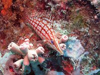 Longnose Hawkfish grown at 5" Papua New Guinea